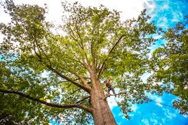 Cliffside Park, NJ  Tree Services Company