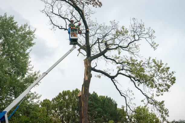 Best Tree Health Inspection  in Cliffside Park, NJ