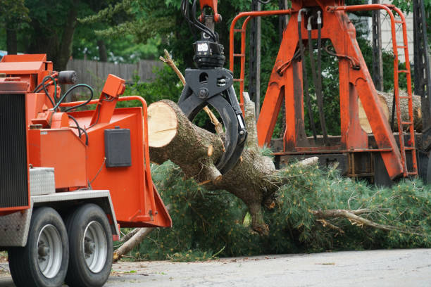 Best Tree Mulching  in Cliffside Park, NJ