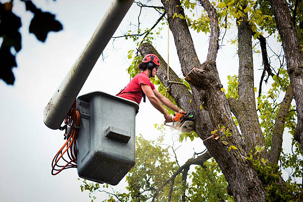 Why Choose Our Tree Removal Services in Cliffside Park, NJ?