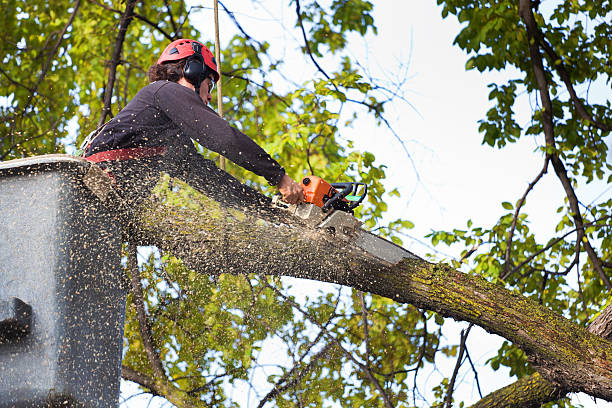 Tree and Shrub Care in Cliffside Park, NJ